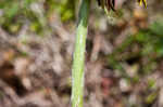 Common dandelion